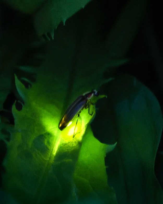 firefly flashing